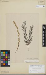 Foto von Salix repens L.